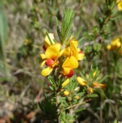 Pultenaea laxiflora (Loose-flower Bush Pea) at Aranda, ACT - 21 Nov 2018 by RWPurdie