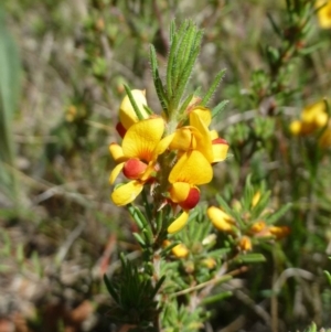 Pultenaea laxiflora at Aranda, ACT - 22 Nov 2018