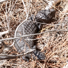 Tiliqua rugosa (Shingleback Lizard) at Campbell, ACT - 21 Nov 2018 by jbromilow50