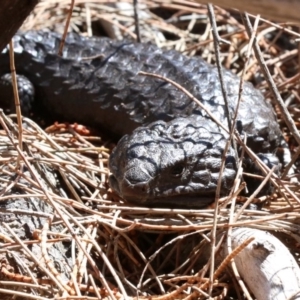 Tiliqua rugosa at Campbell, ACT - 21 Nov 2018