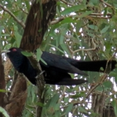 Eudynamys orientalis (Pacific Koel) at Macarthur, ACT - 21 Nov 2018 by RodDeb