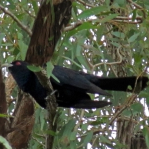 Eudynamys orientalis at Macarthur, ACT - 21 Nov 2018