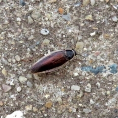 Johnrehnia concisa (A native cockroach) at Macarthur, ACT - 22 Nov 2018 by RodDeb