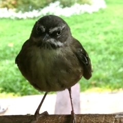 Sericornis frontalis (White-browed Scrubwren) at Corrowong, NSW - 17 Nov 2018 by BlackFlat