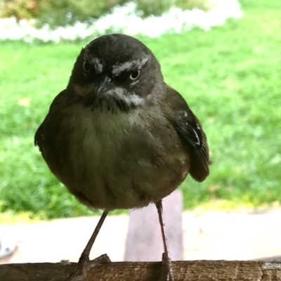 Sericornis frontalis (White-browed Scrubwren) at Corrowong, NSW - 16 Nov 2018 by BlackFlat