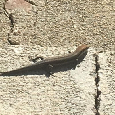 Lampropholis guichenoti (Common Garden Skink) at Corrowong, NSW - 20 Nov 2018 by BlackFlat