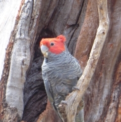 Callocephalon fimbriatum (Gang-gang Cockatoo) at Hughes, ACT - 22 Nov 2018 by JackyF