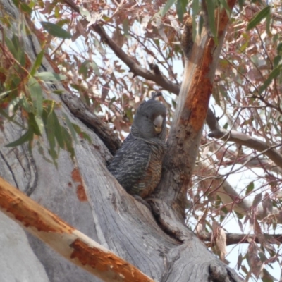 Callocephalon fimbriatum (Gang-gang Cockatoo) at Red Hill to Yarralumla Creek - 13 Nov 2018 by JackyF