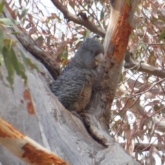 Callocephalon fimbriatum at Hughes, ACT - 13 Nov 2018