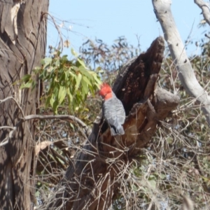 Callocephalon fimbriatum at Hughes, ACT - 20 Nov 2018