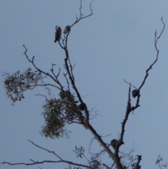 Callocephalon fimbriatum (Gang-gang Cockatoo) at Hughes, ACT - 18 Nov 2018 by JackyF