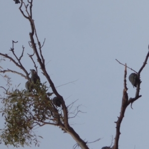 Callocephalon fimbriatum at Hughes, ACT - 18 Nov 2018