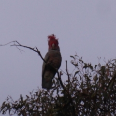 Callocephalon fimbriatum at Hughes, ACT - 18 Nov 2018