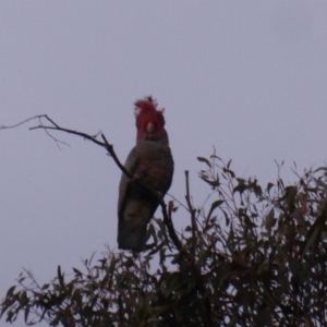 Callocephalon fimbriatum at Hughes, ACT - 18 Nov 2018