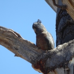 Callocephalon fimbriatum (Gang-gang Cockatoo) at GG38 - 18 Nov 2018 by JackyF