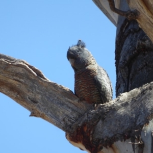 Callocephalon fimbriatum at Hughes, ACT - suppressed