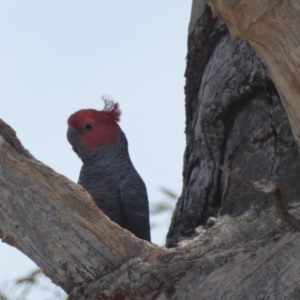 Callocephalon fimbriatum at Hughes, ACT - suppressed