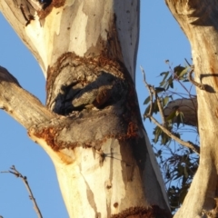 Callocephalon fimbriatum at Hughes, ACT - suppressed