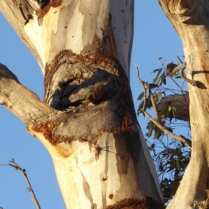 Callocephalon fimbriatum at Hughes, ACT - suppressed