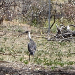 Threskiornis spinicollis (Straw-necked Ibis) at Red Hill Nature Reserve - 20 Nov 2018 by JackyF