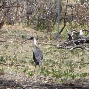 Threskiornis spinicollis at Hughes, ACT - 20 Nov 2018 11:20 AM