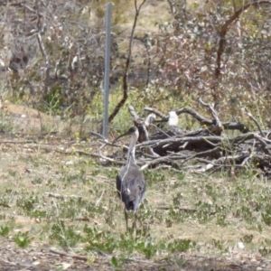 Threskiornis spinicollis at Hughes, ACT - 20 Nov 2018 11:20 AM