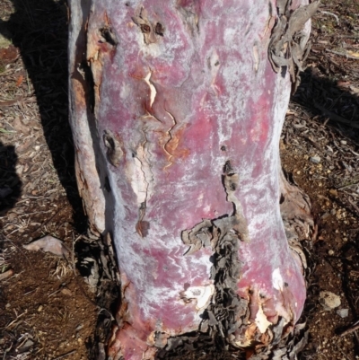 Eucalyptus mannifera (Brittle Gum) at Red Hill Nature Reserve - 14 Nov 2018 by JackyF