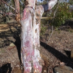 Eucalyptus mannifera at GG156 - 14 Nov 2018