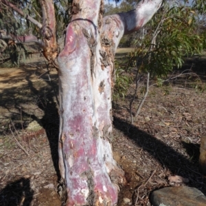 Eucalyptus mannifera at Deakin, ACT - 14 Nov 2018