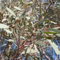 Eucalyptus mannifera at Deakin, ACT - 14 Nov 2018