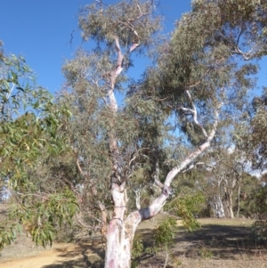 Eucalyptus mannifera at Deakin, ACT - 14 Nov 2018