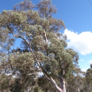 Eucalyptus mannifera at Deakin, ACT - 14 Nov 2018