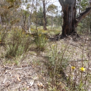 Xerochrysum viscosum at Hughes, ACT - 22 Nov 2018 02:18 PM