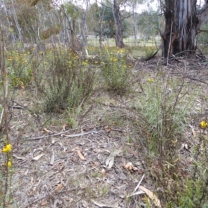 Xerochrysum viscosum at Hughes, ACT - 22 Nov 2018