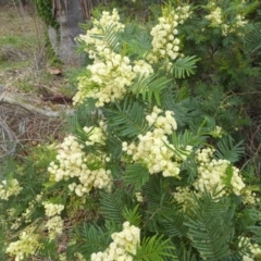 Acacia mearnsii (Black Wattle) at Deakin, ACT - 14 Nov 2018 by JackyF