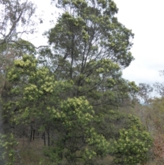 Acacia mearnsii at Deakin, ACT - 14 Nov 2018