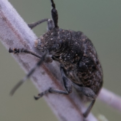 Ancita australis (Longicorn or longhorn beetle) at Stromlo, ACT - 18 Nov 2018 by SWishart