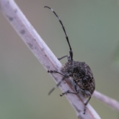 Ancita australis at Stromlo, ACT - 18 Nov 2018 11:28 AM