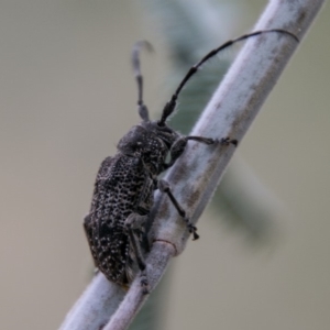 Ancita australis at Stromlo, ACT - 18 Nov 2018 11:28 AM