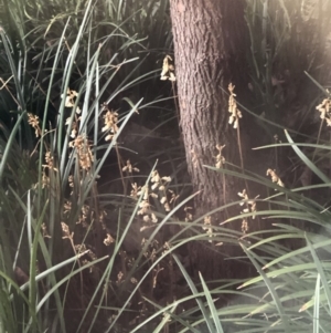 Gastrodia sesamoides at Symonston, ACT - 16 Nov 2018