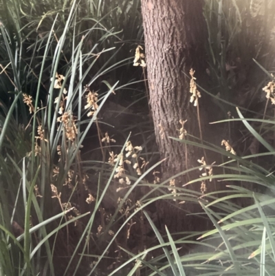 Gastrodia sesamoides (Cinnamon Bells) at Symonston, ACT - 16 Nov 2018 by AaronClausen