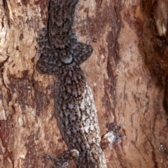 Christinus marmoratus (Southern Marbled Gecko) at Mount Ainslie - 21 Nov 2018 by jb2602