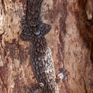 Christinus marmoratus at Campbell, ACT - 21 Nov 2018 03:29 PM