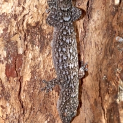 Christinus marmoratus at Campbell, ACT - 21 Nov 2018 03:29 PM