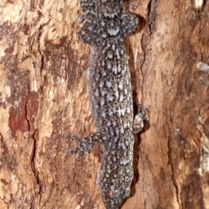 Christinus marmoratus at Campbell, ACT - 21 Nov 2018