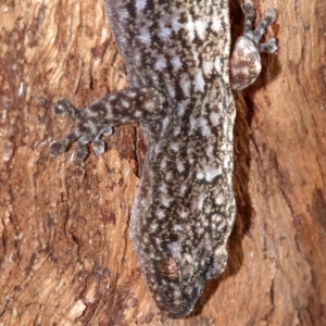 Christinus marmoratus at Campbell, ACT - 21 Nov 2018 03:29 PM