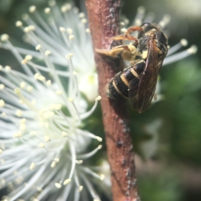 Lasioglossum (Chilalictus) bicingulatum (Halictid Bee) at ANBG - 9 Nov 2018 by PeterA