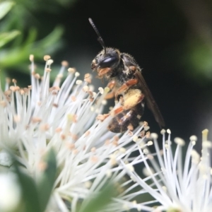 Lasioglossum (Chilalictus) bicingulatum at Acton, ACT - 9 Nov 2018 02:51 PM