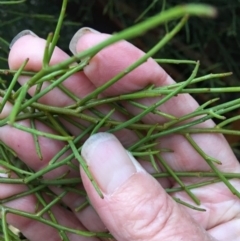 Omphacomeria acerba (Leafless Sour-bush) at Red Hill to Yarralumla Creek - 22 Nov 2018 by KL