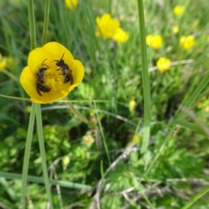 Ranunculus repens at Dry Plain, NSW - 17 Nov 2018